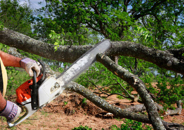 Reliable San Ysidro, NM  Tree Services Solutions